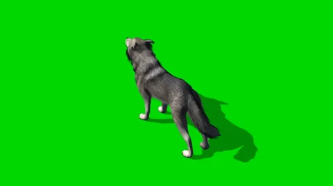 Wolf howls - seperated on green screen Vídeo Stock 35186163