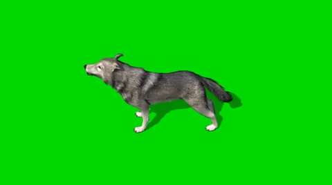 Wolf howls - seperated on green screen Stockbeeldmateriaal 35186207