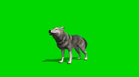 Wolf howls - seperated on green screen Stock Footage 35186358