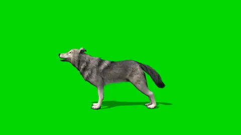 Wolf howls - seperated on green screen 스톡 동영상 35186369