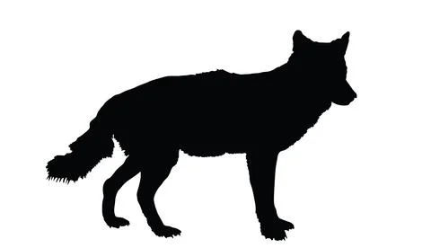 Wolf in hunt vector silhouette illustration isolated Ilustração Stock