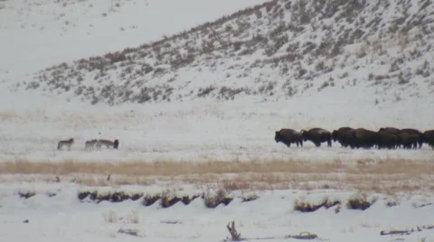 Wolf Hunting Foraging Pack Bison Yellowstone National Park Lamar Valley Winter Stock Footage 43133195