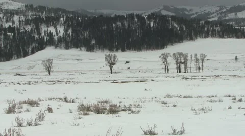 Wolf Hunting Foraging Pack Elk Yellowstone National Park Lamar Valley Winter Stock Footage 43133356