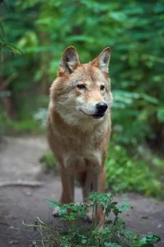 Wolf hunting in the forest Foto stock