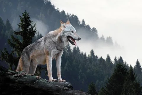 Wolf hunting in mountain Stock Photos