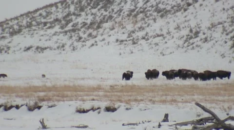 Wolf Hunting Pack Bison ie Buffalo Yellowstone National Park Lamar Valley Winter Stock Footage 43133188
