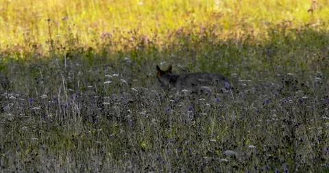 A wolf hunting a roe deer. Video stock 294605819
