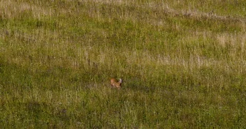 A wolf hunting a roe deer1. Stock Footage 294605807
