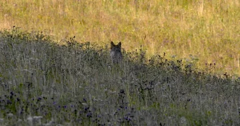 A wolf hunting a roe deer10. Stock Footage 294605344