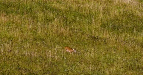 A wolf hunting a roe deer11. Stock Footage 294605283
