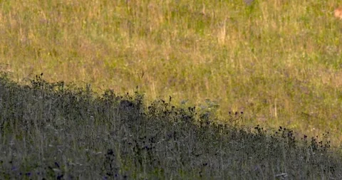 A wolf hunting a roe deer12. Stock Footage 294605281