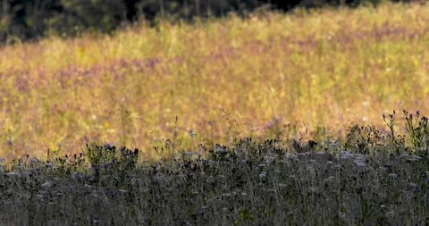 A wolf hunting a roe deer2. Stock Footage 294605759