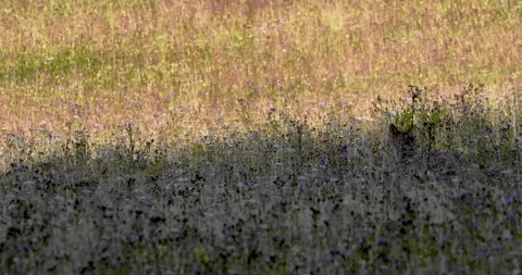 A wolf hunting a roe deer2. Stock Footage 294605760