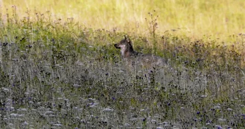 A wolf hunting a roe deer3. Video stock 294605630