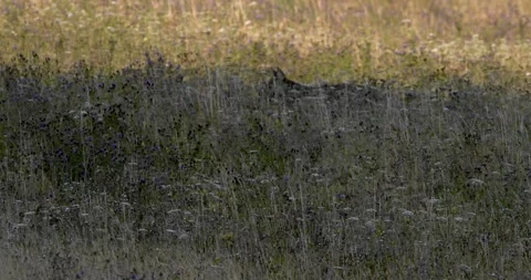 A wolf hunting a roe deer4. Stock Footage 294605628