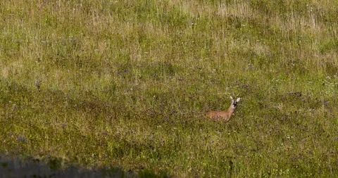 A wolf hunting a roe deer5. Stock Footage 294605625