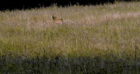 A wolf hunting a roe deer6. Stock Footage 294605508