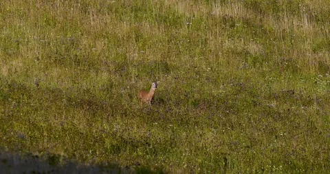 A wolf hunting a roe deer7. Video stock 294605506