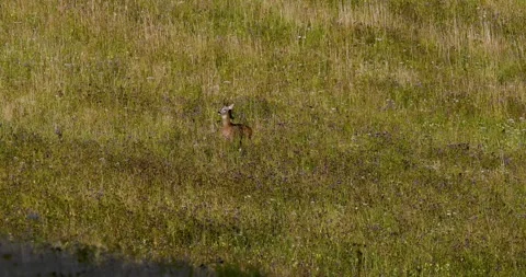 A wolf hunting a roe deer8. Stock Footage 294605397