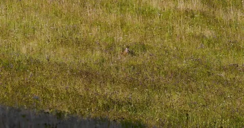 A wolf hunting a roe deer9. Stock Footage 294605346