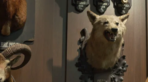 Wolf Hunting Trophy Stock-Footage 61860741