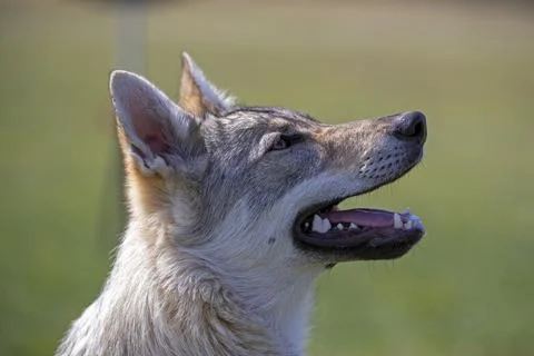Wolf hybrid in close-up Stock Photos