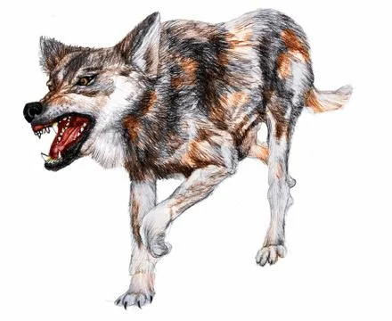 Wolf  Illustrazione stock