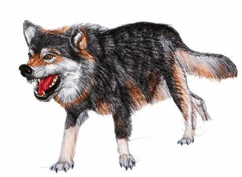 Wolf  Stock Illustration