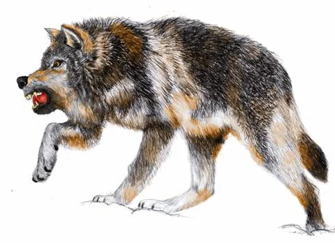 Wolf  Illustrazione stock