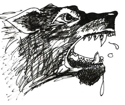 Wolf Stock Illustration