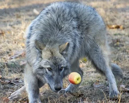 Wolf interacting with a fallen apple in a forest during autumn Stock Photos