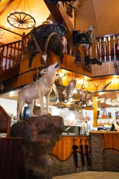 A wolf in the interior of a rustic restaurant Stock Photos