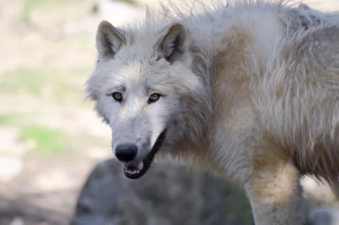 Wolf isoler in an animal Stock Photos