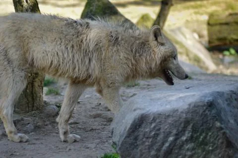 Wolf isoler in an animal Stock Photos