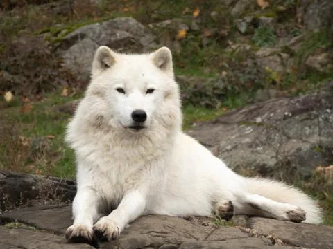 Wolf in its natural setting Stock Photos