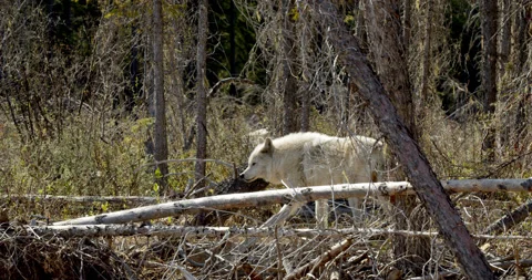 Wolf jogs through forest Stock Footage 232556444