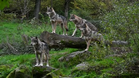 Wolf joining pack of three grey wolves standing on fallen tree trunk Stock Footage 223545373
