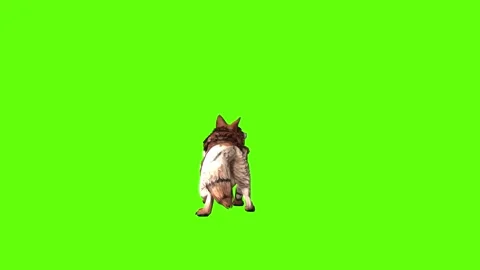 Wolf KT 2 attack green screen animation 3D rendering Stock Footage 285449728