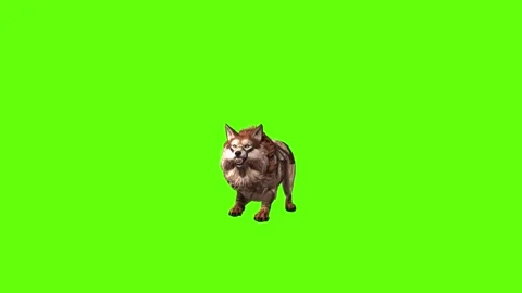 Wolf KT 2  back jump forward green screen animation 3D rendering Stock Footage 287662059