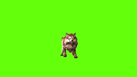 Wolf KT 2  back jump forward  green screen animation 3D rendering Stock Footage 287662077
