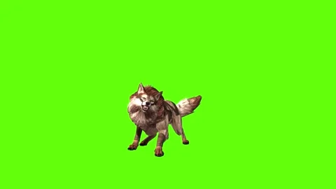 Wolf KT 2  bite throw green screen animation 3D rendering Stock Footage 287662109