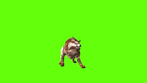 Wolf KT 2  bite throw green screen animation 3D rendering Stock Footage 287662124