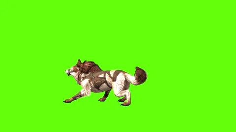 Wolf KT 2  bite throw green screen animation 3D rendering Stock Footage 287662172