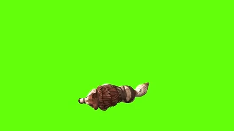 Wolf KT 2  down in  green screen animation 3D rendering Stock Footage 287662180