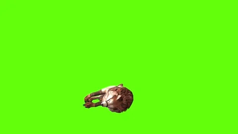 Wolf KT 2  down in  green screen animation 3D rendering Stock Footage 287662197