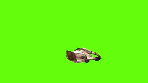 Wolf KT 2  down in green screen animation 3D rendering Stock Footage 287662198