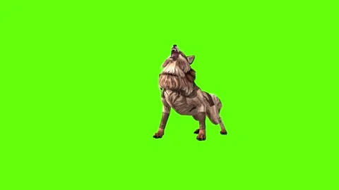 Wolf KT 2  down out green screen animation 3D rendering Stock Footage 287662315