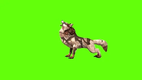 Wolf KT 2  down out green screen animation 3D rendering Stock Footage 287662317