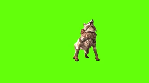 Wolf KT 2  down out  green screen animation 3D rendering Stock Footage 287662336