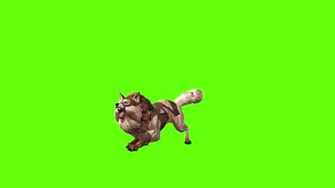 Wolf KT 2  idle bark green screen animation 3D rendering Video stock 287662449